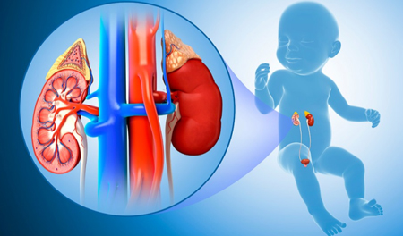 Female & Paediatric Urology